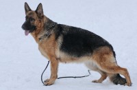 /album/ljutsifjera-na-vystavkakh/foto-828pp-jpg1/